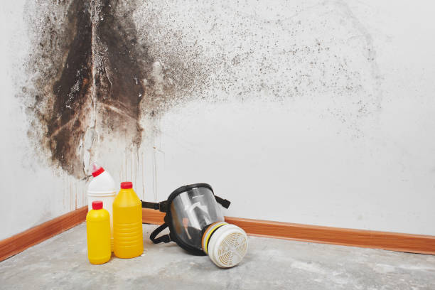 Best Mold Testing  in Merrillville, IN