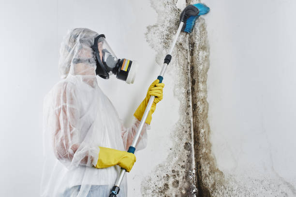 Home Mold Removal in Merrillville, IN