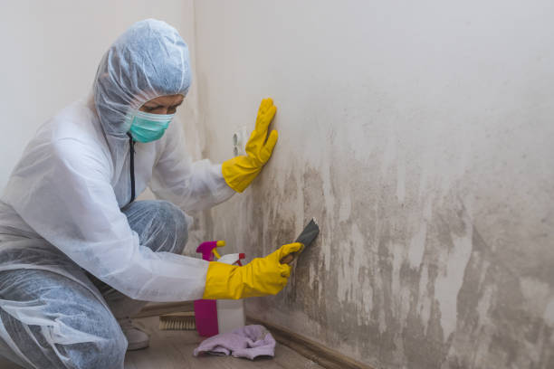 Best Toxic Mold Removal  in Merrillville, IN