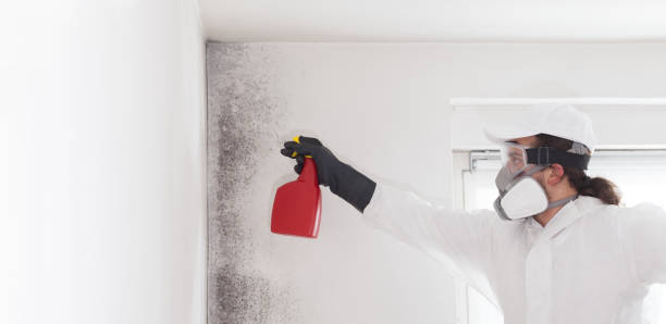 Best Attic Mold Removal  in Merrillville, IN