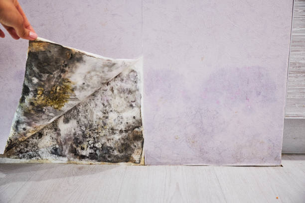 Best Certified Mold Removal  in Merrillville, IN
